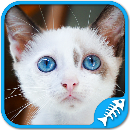 Cute kittens games Puzzles and sounds in this awesome kitty cat games app