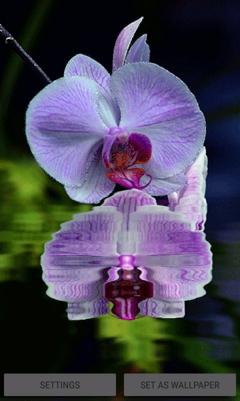 Purple Orchid Flower LWP.